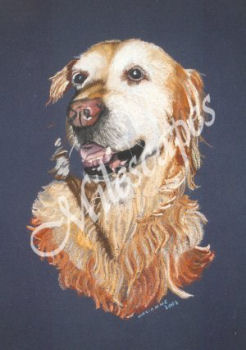 Golden Retriever Portrait
